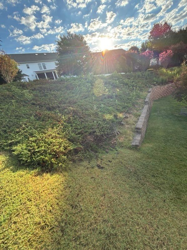 Gallery photos for Juniper Clearing and Land Grading Magic: Image #1