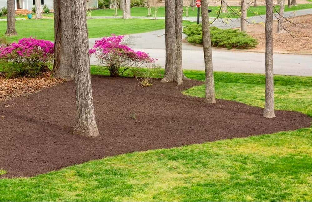 Mulched garden area with trees and pink azaleas in a residential landscape.